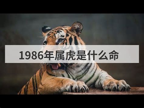 1986生肖五行|1986年属虎的五行命理分析